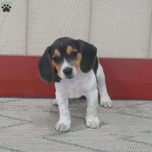 Paisley, Beagle Puppy